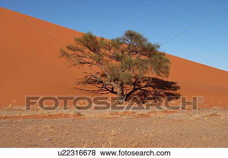 Sand Dunes of Sossusvlei - Namib desert, Namibia View Large Photo Image Stock Photo - Sand Dunes of Sossusvlei - Namib desert, Namibia. Fotosearch