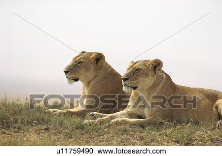 Stock Image - Wild Cats. Fotosearch