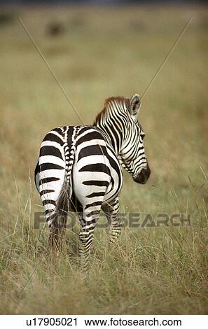 Stock Image - Zebra. Fotosearch