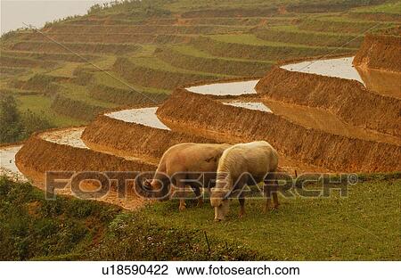Northern Vietnam View Large Photo Image Stock Image - Northern Vietnam. Fotosearch