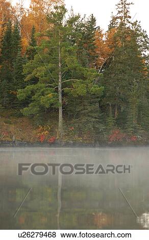 Stock Photo - Evergreen Tree with Mist over Lake. Fotosearch