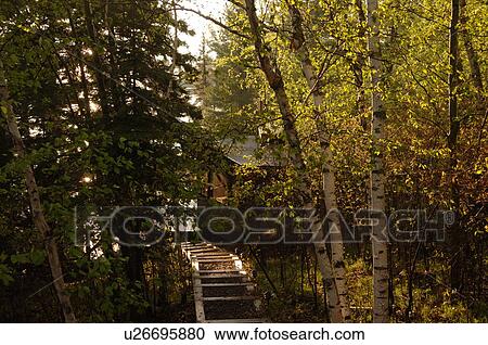 Path in forest View Large Photo Image Stock Image - Path in forest. Fotosearch