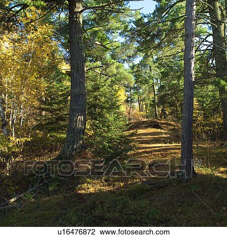 Stock Image - Path Through Forest. Fotosearch