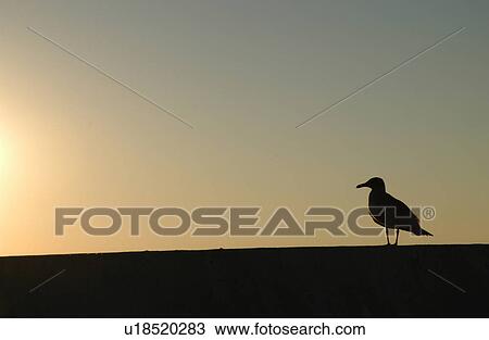 Stock Image - Seagull Silhouette. Fotosearch