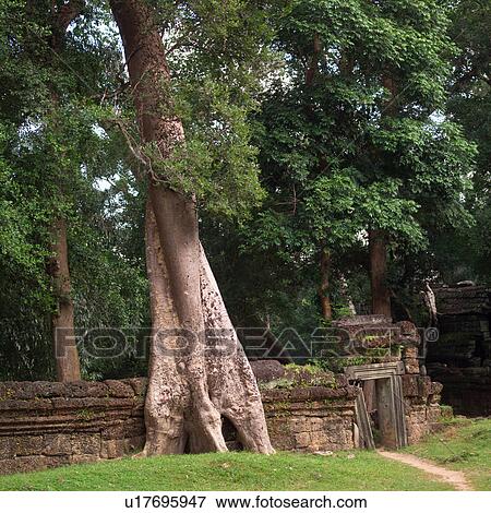 Angkor Wat - Angkor Thom, Seam Reap - Cambodia View Large Photo Image Stock Photo - Angkor Wat - Angkor Thom, Seam Reap - Cambodia. Fotosearch