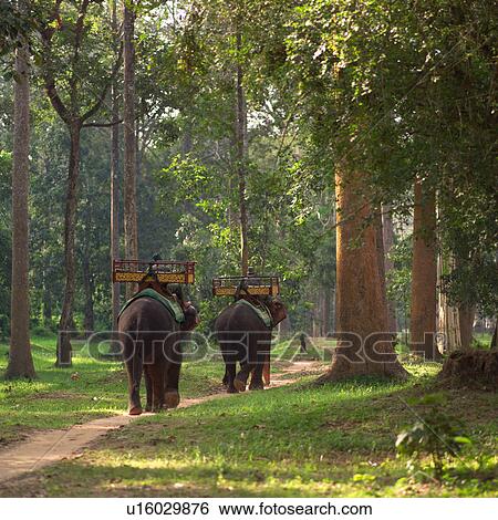 Stock Photograph - Elephants walking down path in forest in Cambodia. Fotosearch