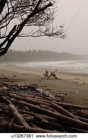 Stock Image - Logs on shoreline, Florencia Bay Vancouver Island, Canada. Fotosearch