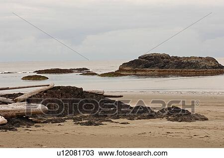Rocky shoreline, Wickaninnish Beach Trail, Vancouver Island, Canada View Large Photo Image Stock Image - Rocky shoreline, Wickaninnish Beach Trail, Vancouver Island, Canada. Fotosearch