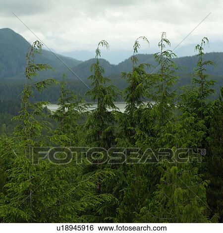 Scenic view from Radar Hill Trail, Pacific Rim National Park, Vancouver Island, Canada View Large Photo Image Stock Photograph - Scenic view from Radar Hill Trail, Pacific Rim National Park, Vancouver Island, Canada. Fotosearch