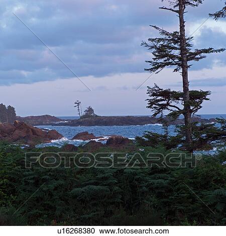 Shoreline, Pacific Rim Park, Vancouver Island, Canada View Large Photo Image Stock Image - Shoreline, Pacific Rim Park, Vancouver Island, Canada. Fotosearch