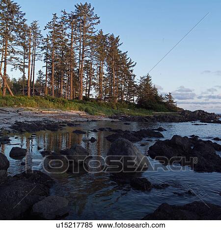 Stock Photography - Shoreline, Pacific Rim Park, Vancouver Island, Canada. Fotosearch