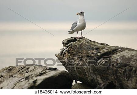 Picture - Vancouver, British Columbia - Canada. Fotosearch