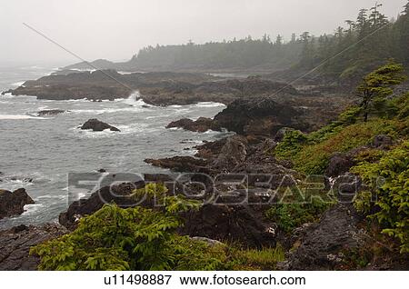 View along Wild Pacific Trail, Pacific Rim National Park, Vancouver Island, Canada View Large Photo Image Stock Photo - View along Wild Pacific Trail, Pacific Rim National Park, Vancouver Island, Canada. Fotosearch