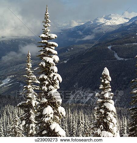 Whistler, Canada - winter View Large Photo Image Stock Image - Whistler, Canada - winter. Fotosearch