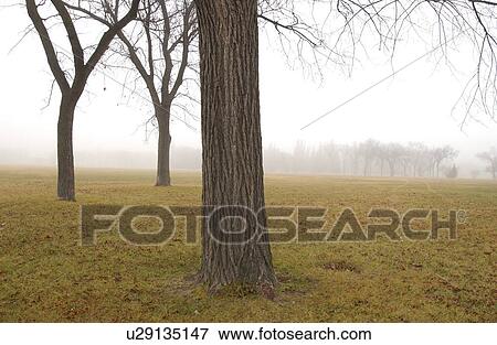 autumn fog in Assiniboine Park, Winnipeg, Manitoba View Large Photo Image Stock Photo - autumn fog in Assiniboine Park, Winnipeg, Manitoba. Fotosearch