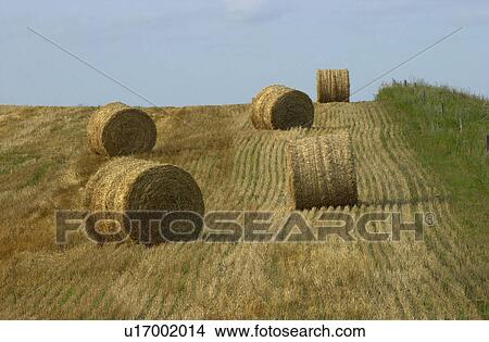 Manitoba Prairie Scenes View Large Photo Image Picture - Manitoba Prairie Scenes. Fotosearch