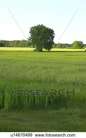 Manitoba Prairie Scenes View Large Photo Image Stock Photo - Manitoba Prairie Scenes. Fotosearch