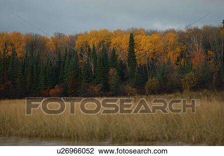 Stock Image - Autumn Colors at Lake of the Woods, Ontario, Canada. Fotosearch
