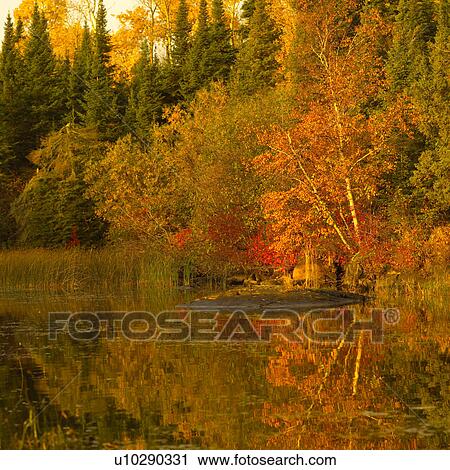 Stock Image - Autumn Leaves on Tree. Fotosearch