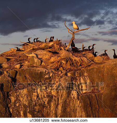 Birds perched on rocks at Lake of the woods, Ontario, Canada View Large Photo Image Stock Photography - Birds perched on rocks at Lake of the woods, Ontario, Canada. Fotosearch