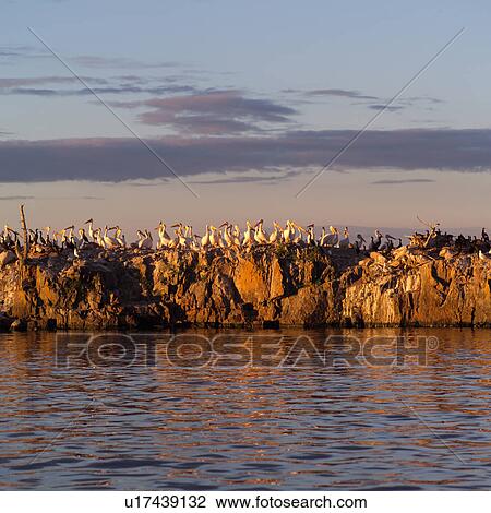Birds perched on rocks View Large Photo Image Stock Image - Birds perched on rocks. Fotosearch