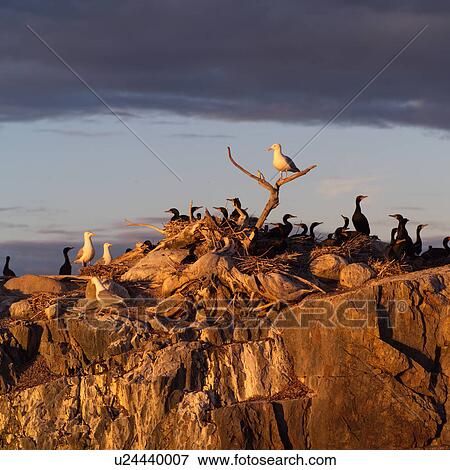 Birds perched on rocks View Large Photo Image Stock Photo - Birds perched on rocks. Fotosearch