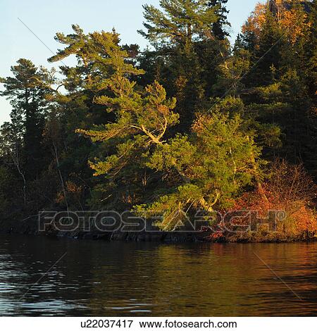 Stock Photo - Evergreen Leaning over Lake. Fotosearch