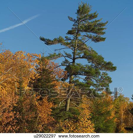 Evergreen Tree Against Blue Sky View Large Photo Image Stock Photo - Evergreen Tree Against Blue Sky. Fotosearch