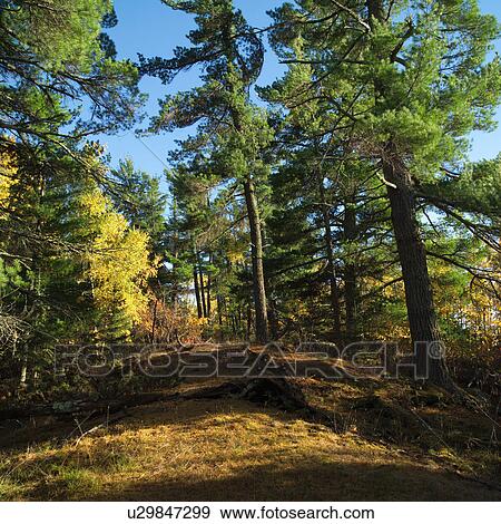 Evergreens Along Path in Forest View Large Photo Image Stock Photo - Evergreens Along Path in Forest. Fotosearch