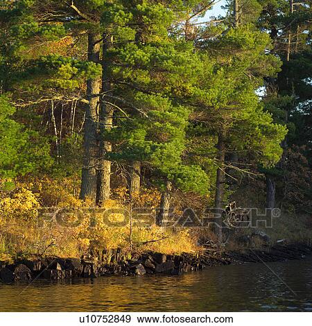 Stock Photo - Evergreens Along Shore of Lake. Fotosearch