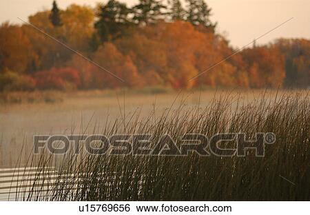 Stock Photograph - Mist Over Lake in Marsh. Fotosearch