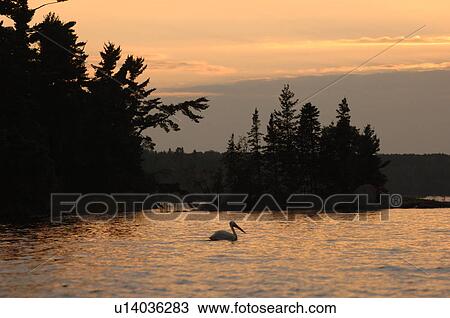Silhouette of bird and shoreline at twilight View Large Photo Image Stock Image - Silhouette of bird and shoreline at twilight. Fotosearch
