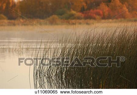 Tall Grass with Autumn Colors View Large Photo Image Stock Photography - Tall Grass with Autumn Colors. Fotosearch