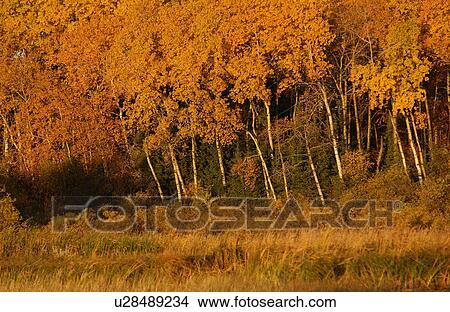 Trees in Golden Autumn Colors View Large Photo Image Picture - Trees in Golden Autumn Colors. Fotosearch