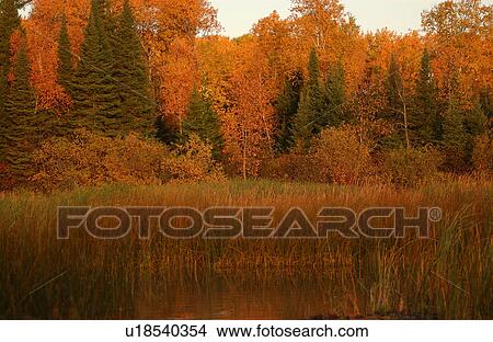 Picture - Autumn Colors and Evergreens. Fotosearch