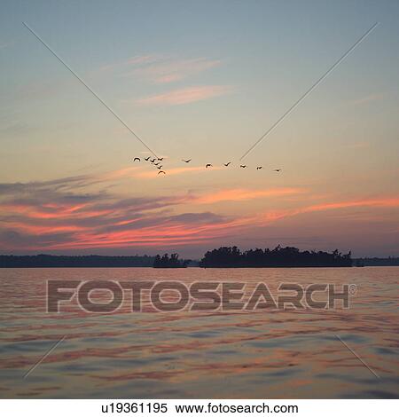 Birds flying across twilight sky View Large Photo Image Stock Photography - Birds flying across twilight sky. Fotosearch