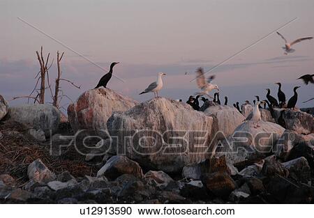 Stock Image - Birds perched on rocks. Fotosearch