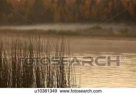 Stock Photo - Close up of Tall Grass in Lake. Fotosearch