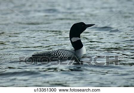 Stock Image - Lake of the Woods, Ontario, Canada. Fotosearch