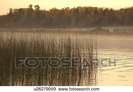Marsh and Misty Lake View Large Photo Image Stock Photo - Marsh and Misty Lake. Fotosearch