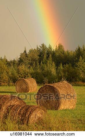 Picture - View of a rainbow over a farm. Fotosearch