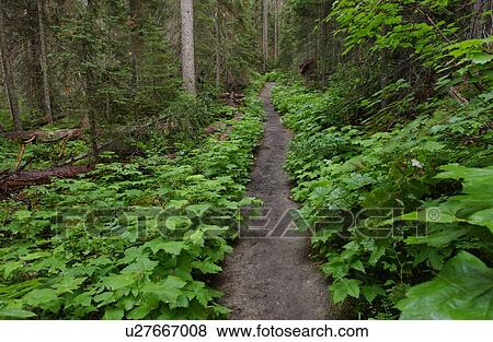A forest trail, Rocky Mountains, Canada View Large Photo Image Stock Photo - A forest trail, Rocky Mountains, Canada. Fotosearch