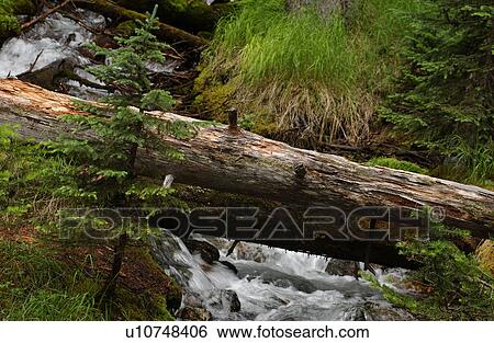 A stream in a forest, Rocky Mountains, Canada View Large Photo Image Stock Photograph - A stream in a forest, Rocky Mountains, Canada. Fotosearch