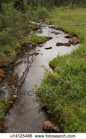 A stream running in the forest, Rocky Mountains, Canada View Large Photo Image Stock Photograph - A stream running in the forest, Rocky Mountains, Canada. Fotosearch