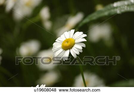 Close-up of a flower in a forest, Rocky Mountains, Canada View Large Photo Image Stock Photo - Close-up of a flower in a forest, Rocky Mountains, Canada. Fotosearch