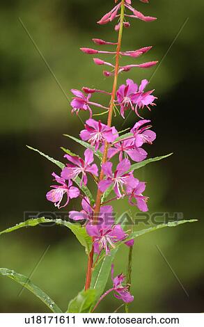 Stock Image - Close-up of a flowering plant in a forest, Rocky Mountains, Canada. Fotosearch