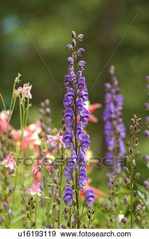 Stock Photo - Close-up of flowering plants in a forest, Rocky Mountains, Canada. Fotosearch
