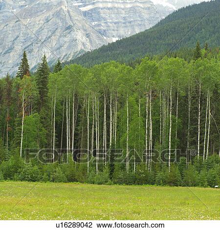 Stock Image - Kinney Lake, Mt. Robson Provincial Park, Canada. Fotosearch