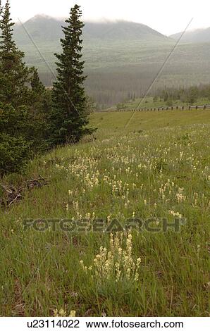Stock Image - Landscape of Jasper National Park, Canada. Fotosearch