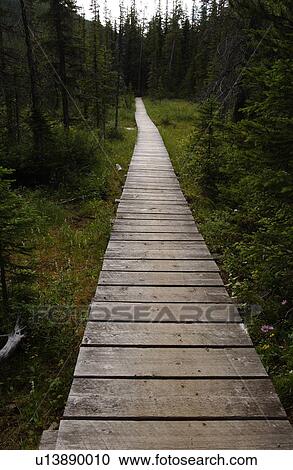 Narrow wooden trail in a forest, Rocky Mountains, Canada View Large Photo Image Stock Image - Narrow wooden trail in a forest, Rocky Mountains, Canada. Fotosearch